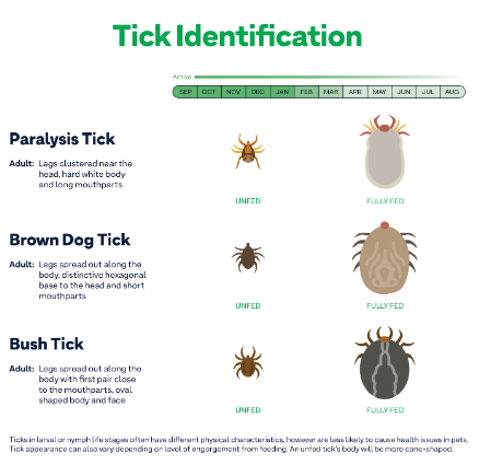 How To Protect Your Pet From Parasites Greencross Vets