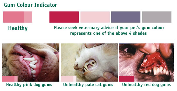 healthy gums color in dogs