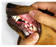 unhealthy dog gums