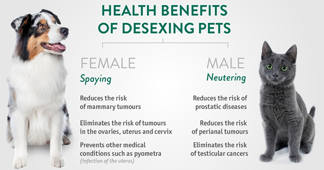 how long does it take to desex a male dog