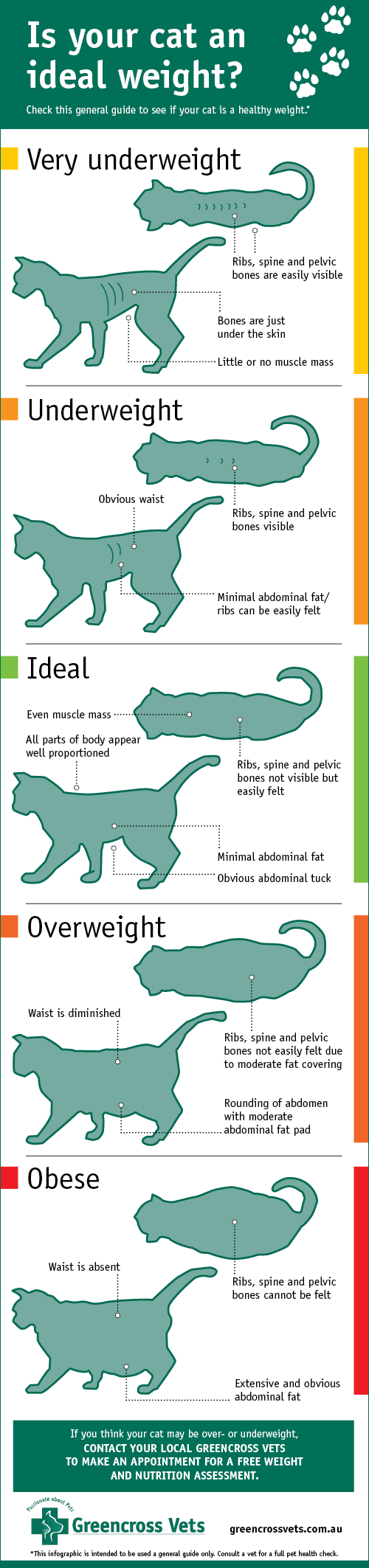 Ideal Cat Weight Chart