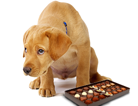what happens if a dog eats chocolate symptoms