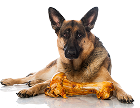 dogs eating cooked bones
