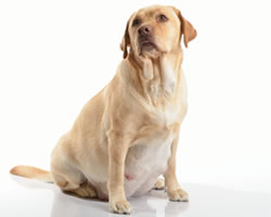 do dogs gain weight when pregnant