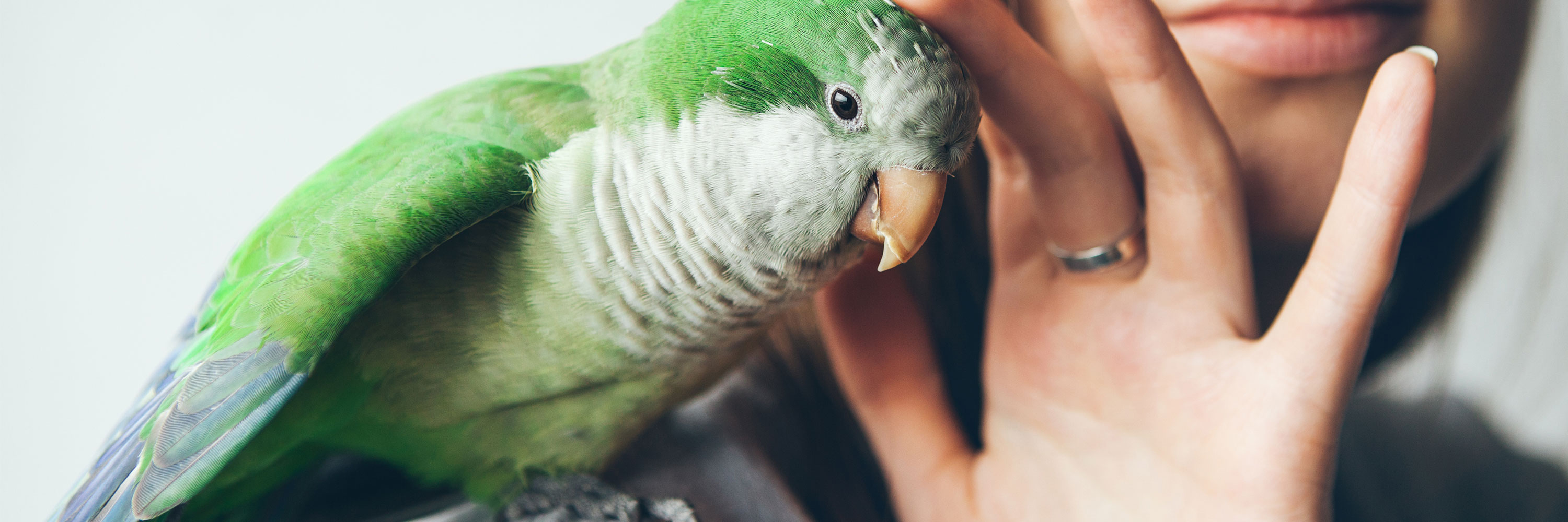 Chlamydiosis (Parrot Fever) - Greencross Vets