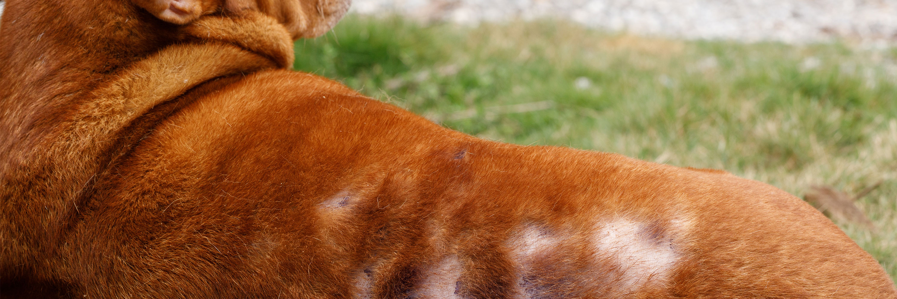 Гиперпигментация кожи у собак