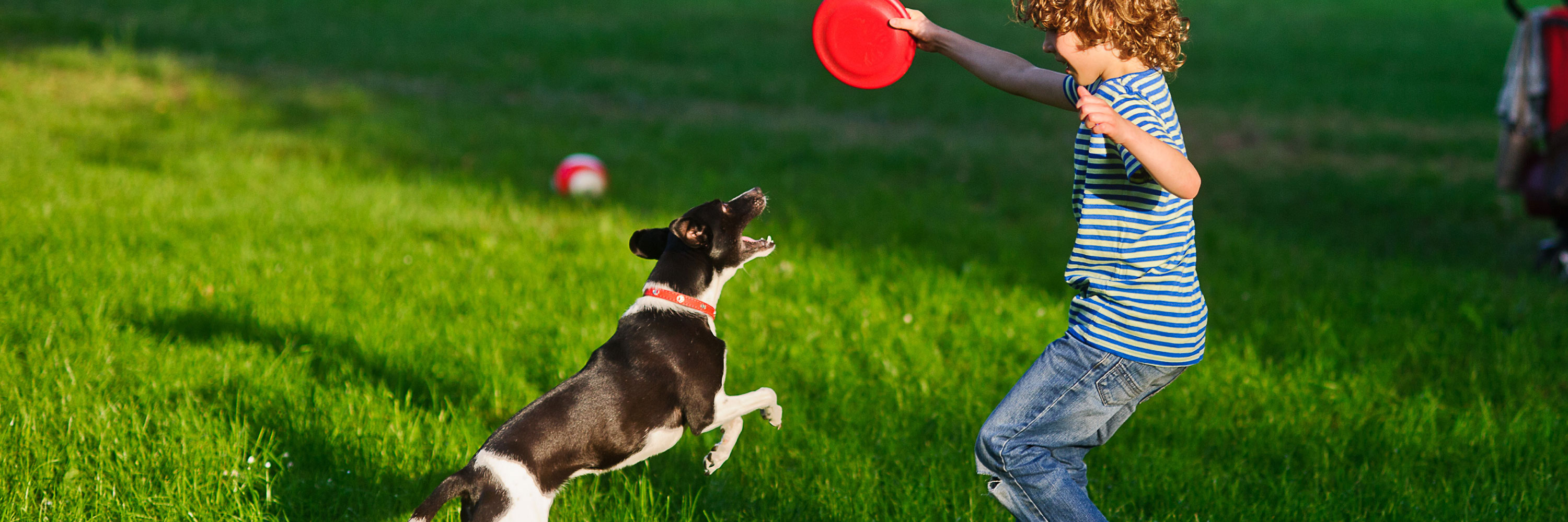 I play a dog. Фризби фристайл Джек Рассел. Ребенок играет с собакой. Собака играет. Человек играет с собакой.