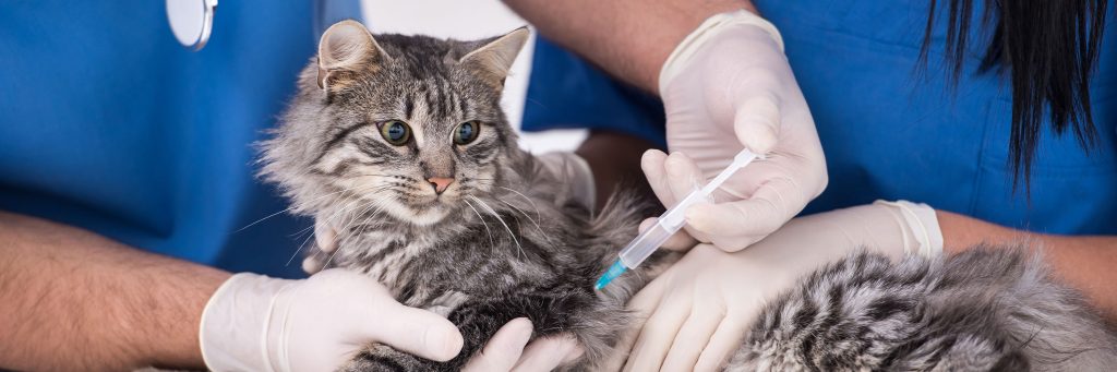 Vaccine for 2024 feline aids