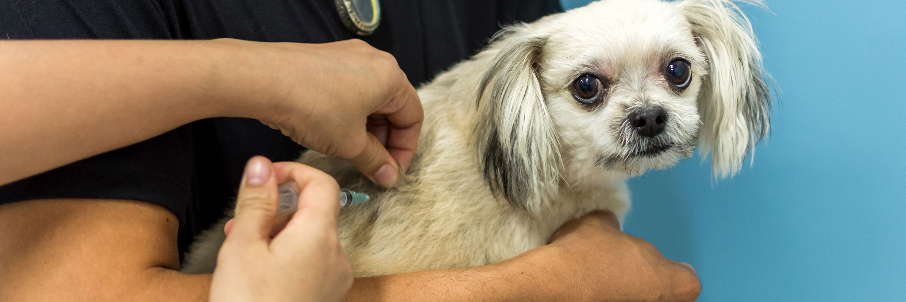 Heartworm injection shop for dogs