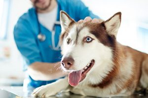 Greencross Vets - Your Pets Health. Australia's Leading Veterinary Group