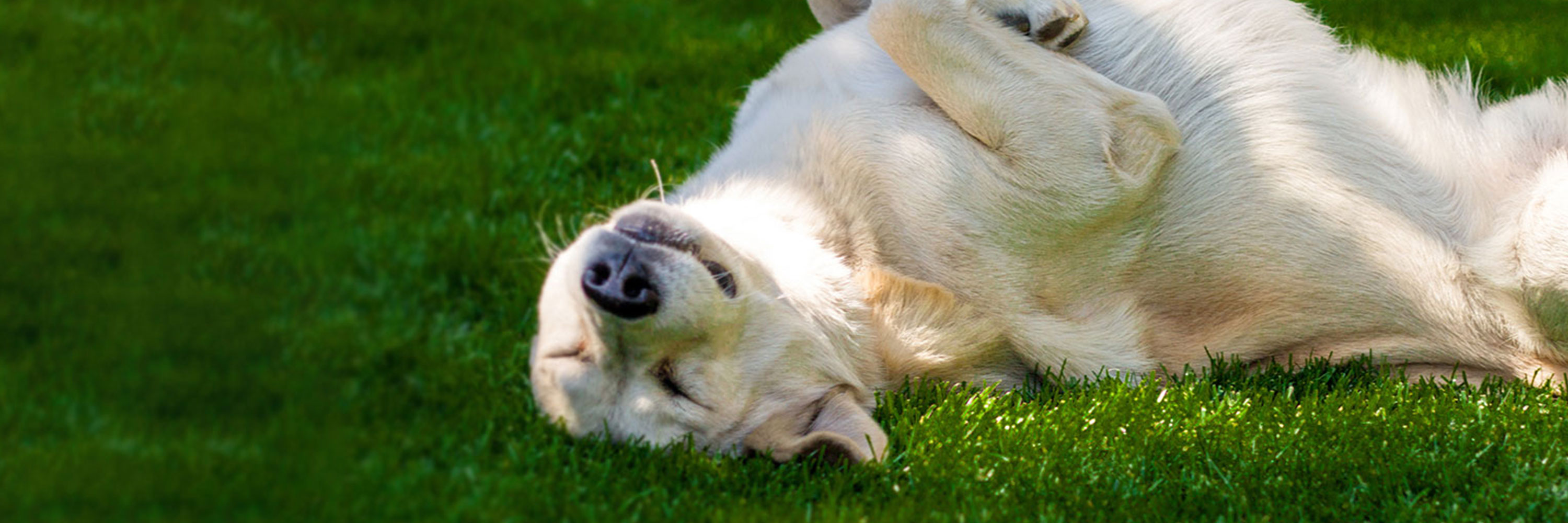 What Is A Wellness Check For A Dog