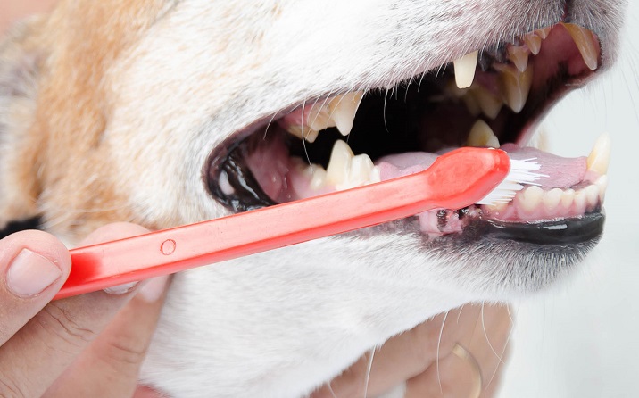 puppy bad breath losing teeth