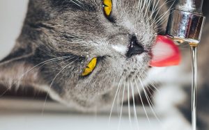 Urinary Tract Disease in Cats - Greencross Vets