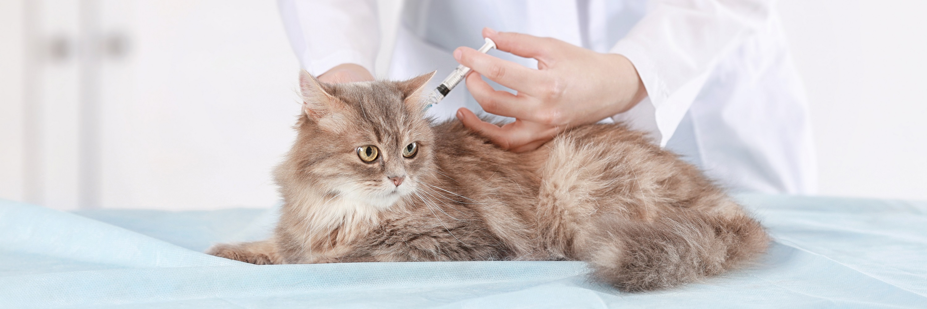cat vaccinations australia