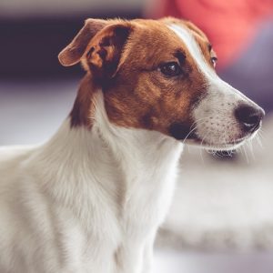 Is a Jack Russell right for your family? - Greencross Vets