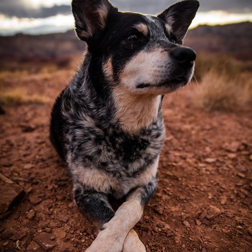 Is An Australian Cattle Dog Right For Your Family Greencross Vets