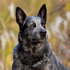 Is an Australian Cattle Dog right for your family? - Greencross Vets