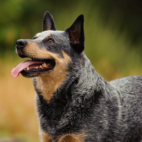 cattle dogs