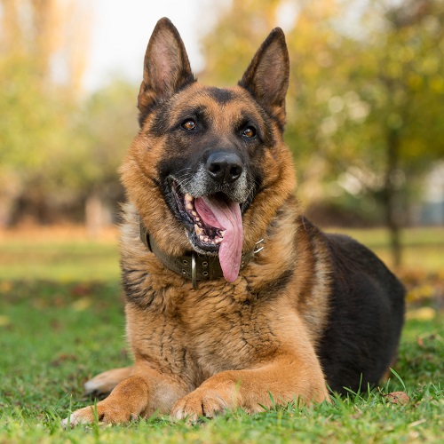 are german shepherds the most loyal dog breed