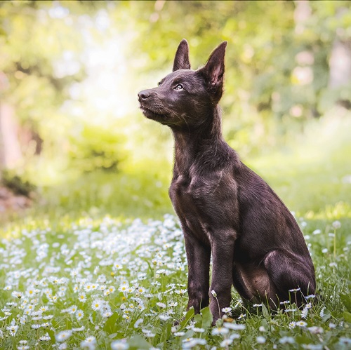 what is a kelpie dog