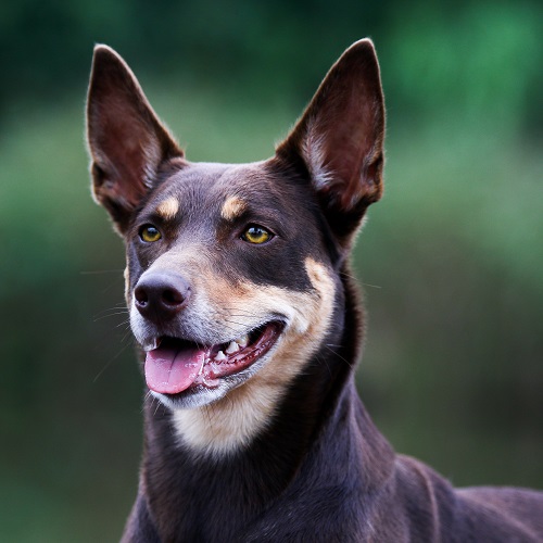 what is a kelpie dog