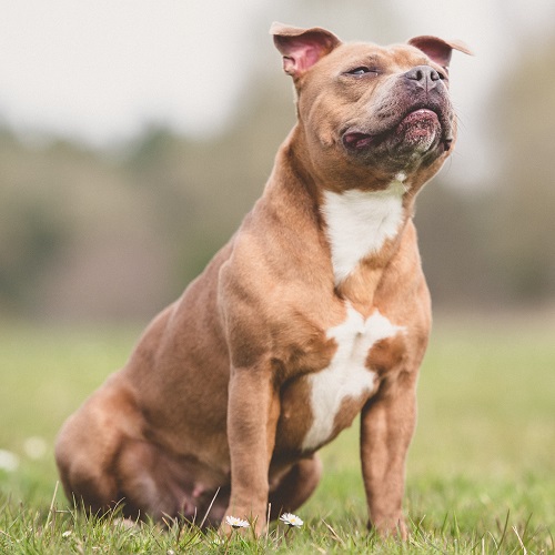 Is A Staffordshire Bull Terrier Right For Your Family Greencross Vets