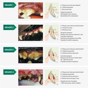 Dental Grading Chart - Greencross Vets