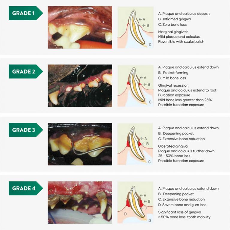 Dental Grading Chart Greencross Vets