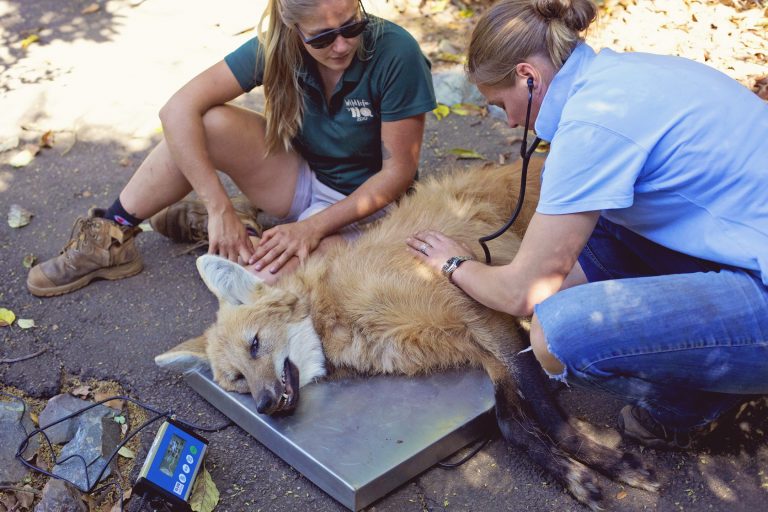 Helping endangered animals at Wildlife HQ - Greencross Vets