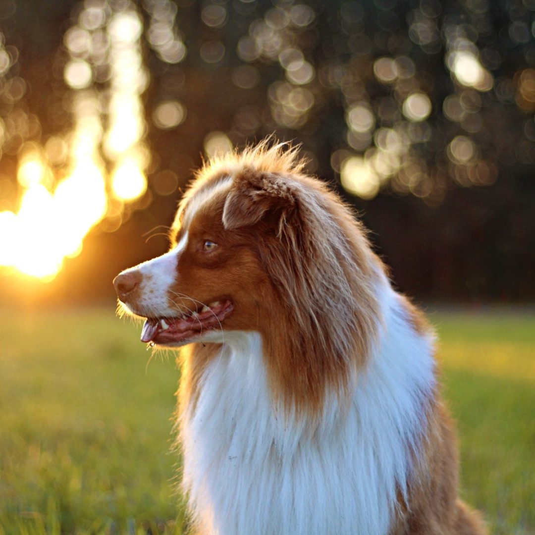 Australian Shepherd Dog Breed Guide: Facts & Information