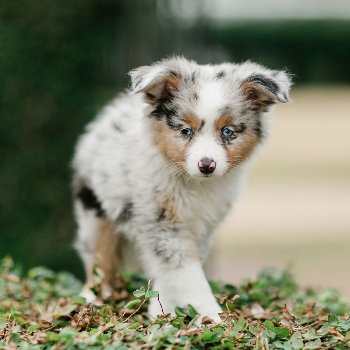 Australian Shepherd Dog Breed Guide: Facts & Information