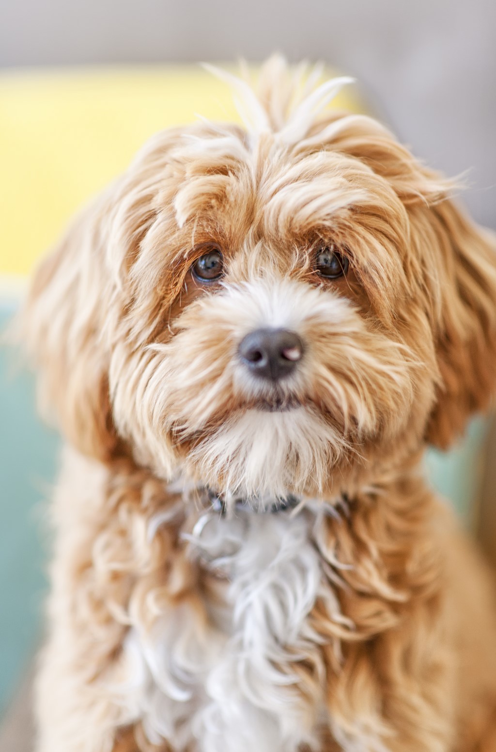 The Cavoodle: An Owner's Guide | Greencross Vets