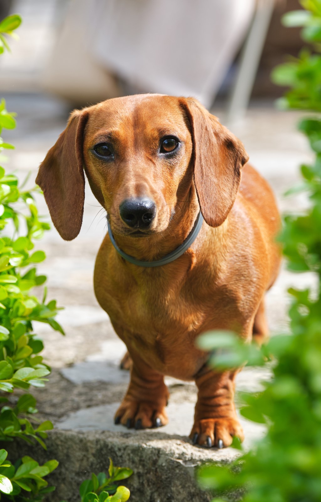 Dachshund Owner’s Guide Greencross Vets