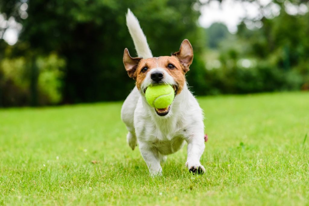 Dog Sports & Activities | Greencross Vets