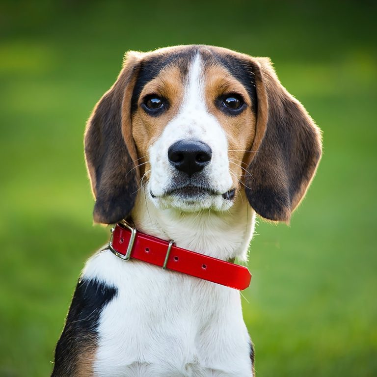 Beagle Owner’s Guide | Greencross Vets