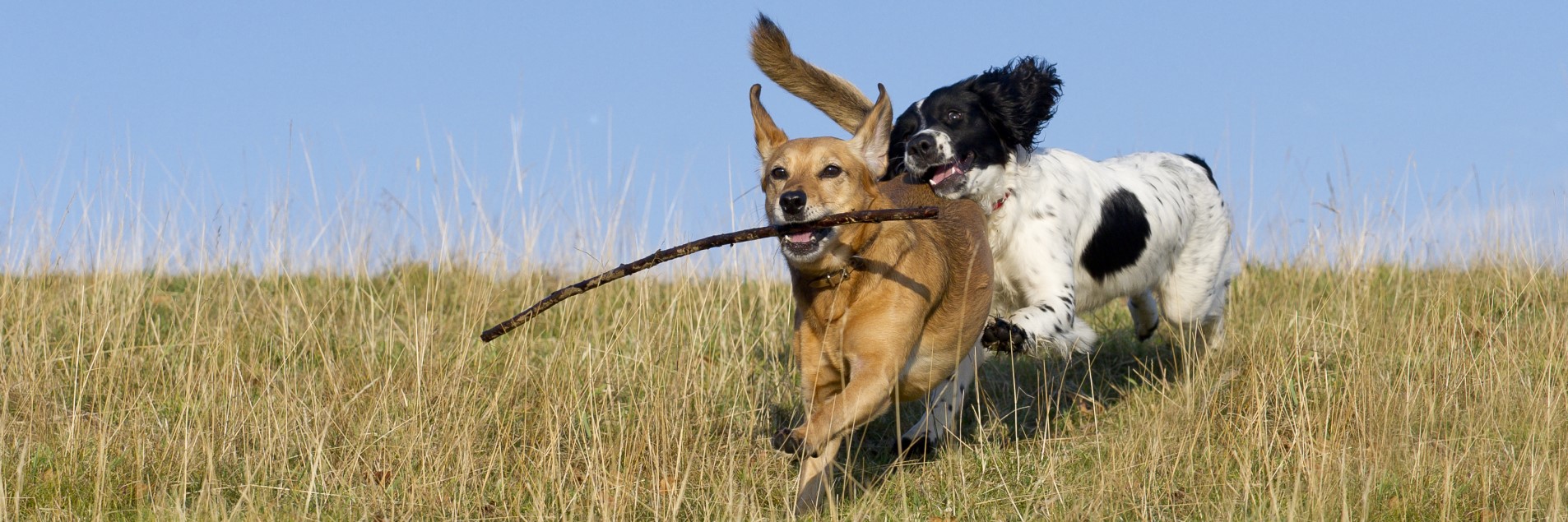 can birds get parvo from dogs