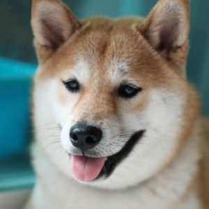 Shiba Inu Owner's Guide | Greencross Vets